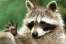 COM_KUNENA_LIB_AVATAR_TITLE